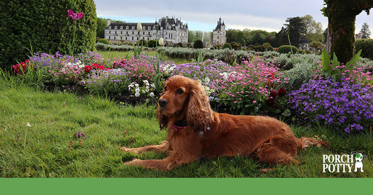 A bright copper-coloured Cocker Spaniel lays down in a vibrant green garden next to bursting flower beds