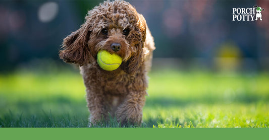 A curly-furred puppy walks around in green grass with a tennis ball