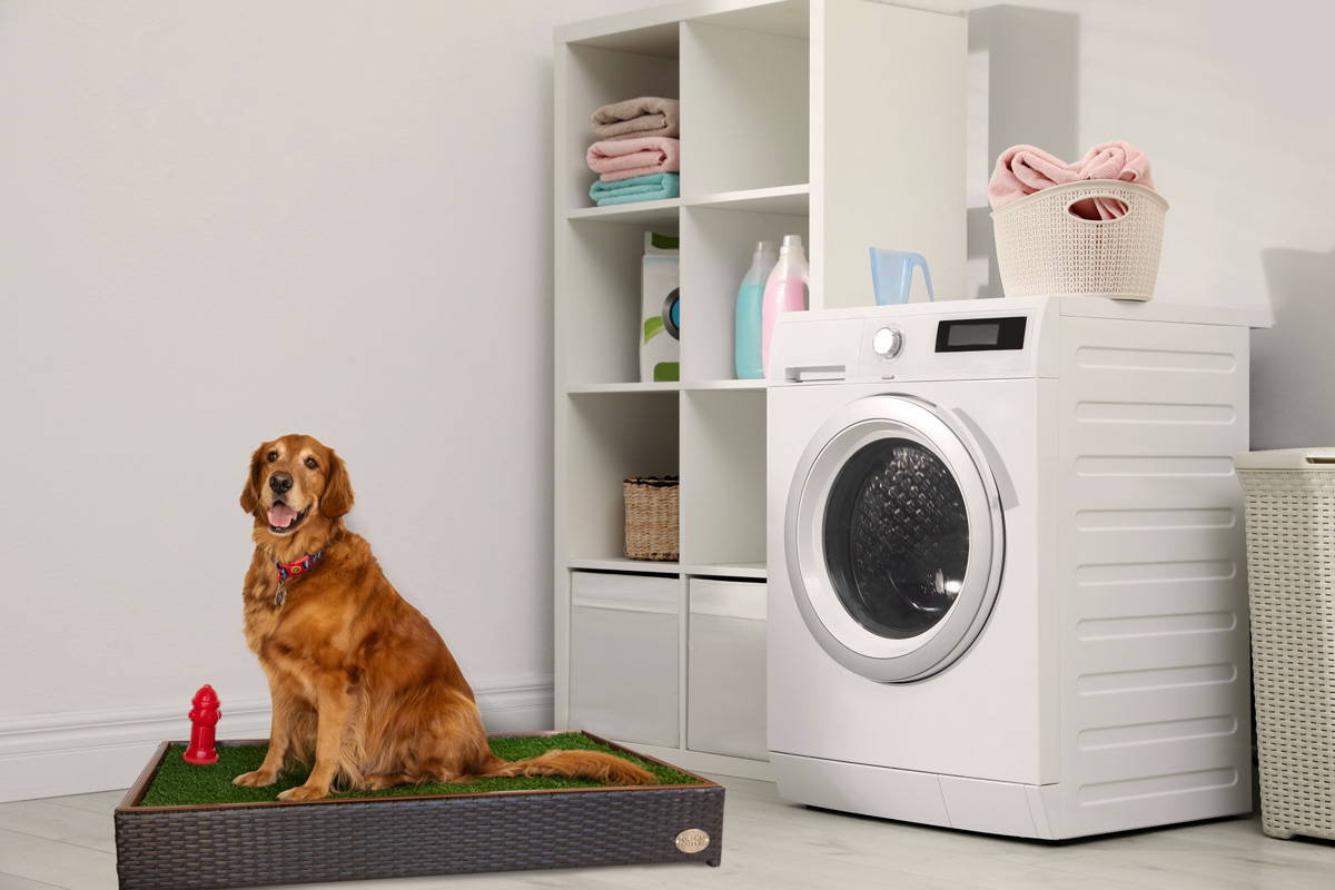 The 1 Selling Grass Litter Box for Dogs Potty Training Made Easy