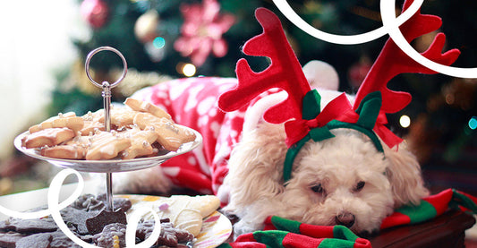 12 DOG TREAT RECIPES YOU CAN MAKE AT HOME