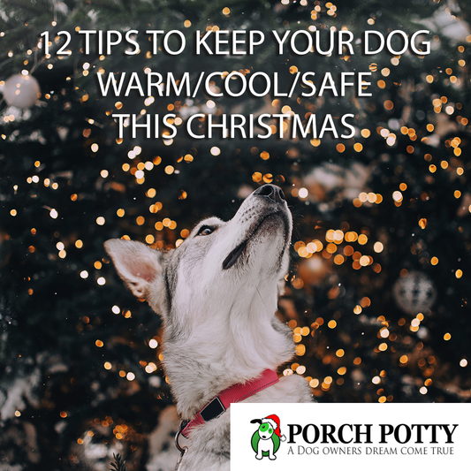 12 TIPS TO KEEP YOUR DOG WARM/COOL/SAFE THIS CHRISTMAS