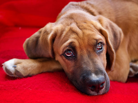 When Your House-Trained Dog Starts Having Accidents in the House
