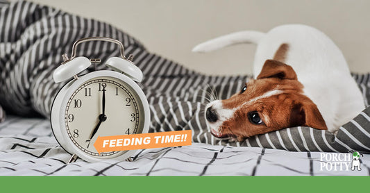 A Jack Russell Terrier stares at an old-fashioned alarm clock with the label of "feeding time" printed against an orange background