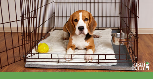 A Beagle lays in an open crate with a ball