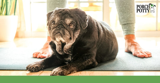 An old Pug and English Bulldog mix lays down on its owner's yoga mat
