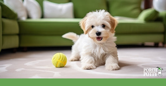 A Maltese puppy plays with a tennis ball in front of the sofa