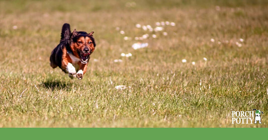 A Collie runs headlong through a grassy field