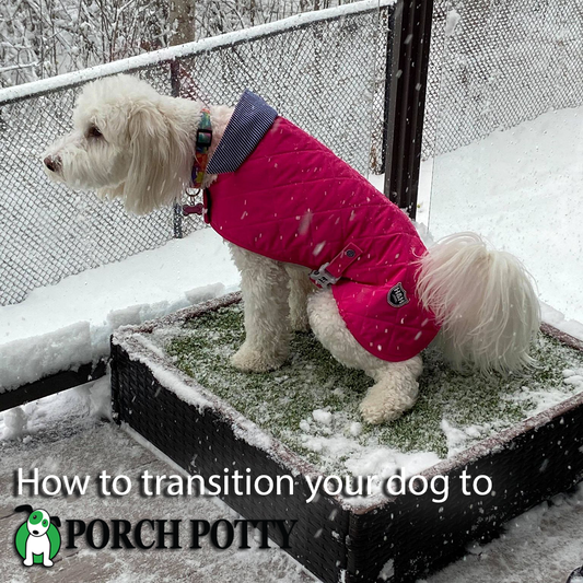 How to transition your dog to Porch Potty