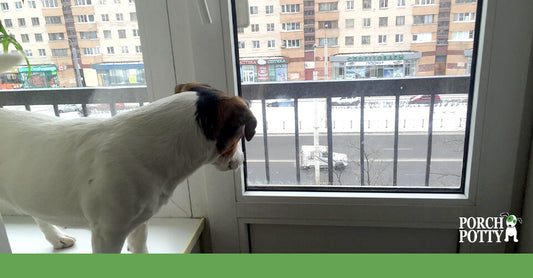 A Jack Russell Terrier looks out of the window in a flat