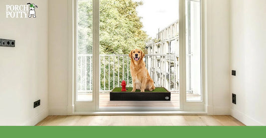 Golden retriever using Porch Potty on balcony of a flat for indoor dog toilet solution
