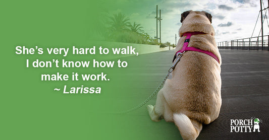 How Can I Train My Dog to Walk On a Leash?