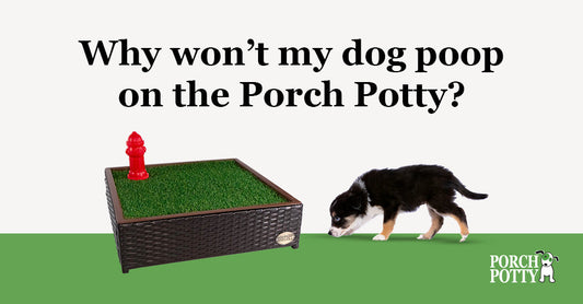 Why Won't My Dog Poop on the Porch Potty?
