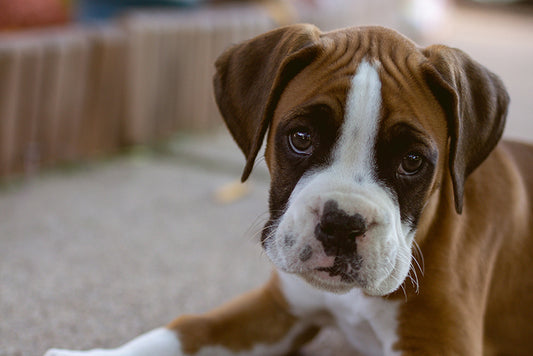 The Porch Potty Puppy Preparedness Guide