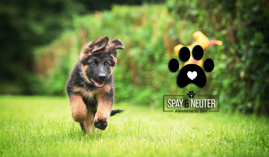 Ask Vet Jenny: To Spay or Not to Spay (or neuter)?