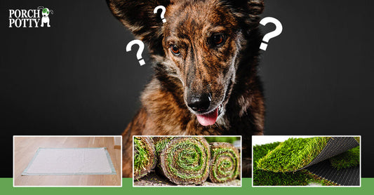 Dog looking curiously at three toilet surface options: training pads, sod rolls, and synthetic turf.