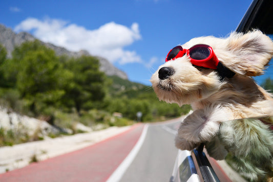 9 Steps to no-stress, all-fun travel with your dog